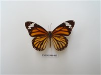 藏品(虎斑蝶)的圖片